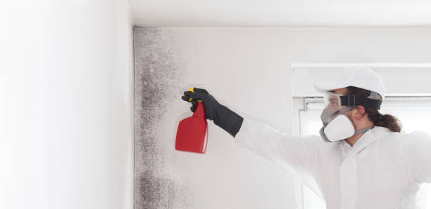 Best Home Mold Removal  in Oak Brook, IL