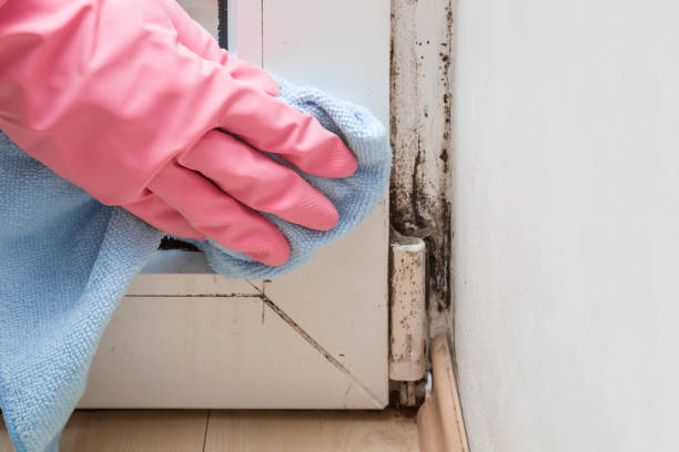 Best Commercial Mold Removal  in Oak Brook, IL