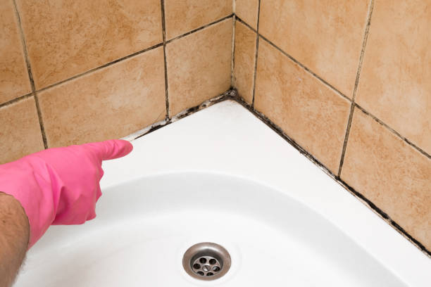Professional Mold Removal in Oak Brook, IL