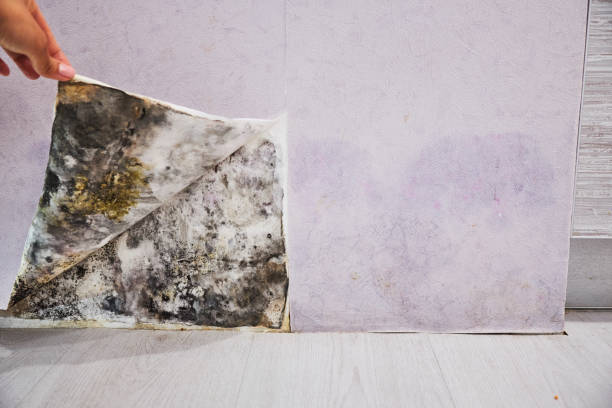 Trusted Oak Brook, IL Mold Removal Experts